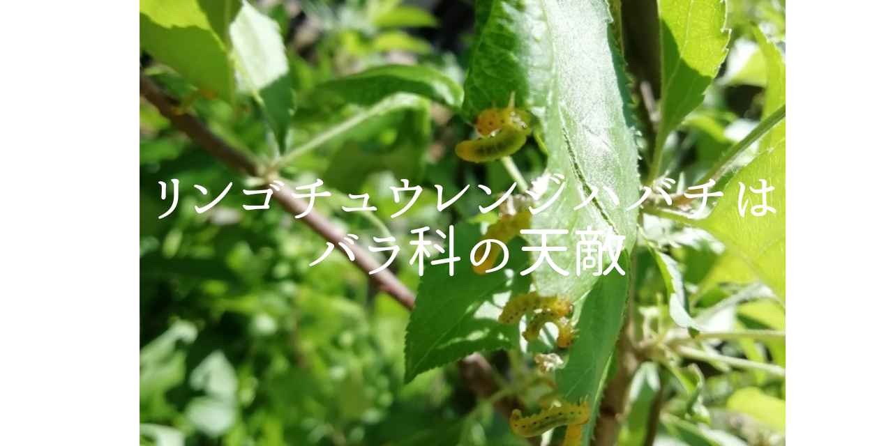 チュウレンジハバチはバラ科 りんご の天敵 素人ですが